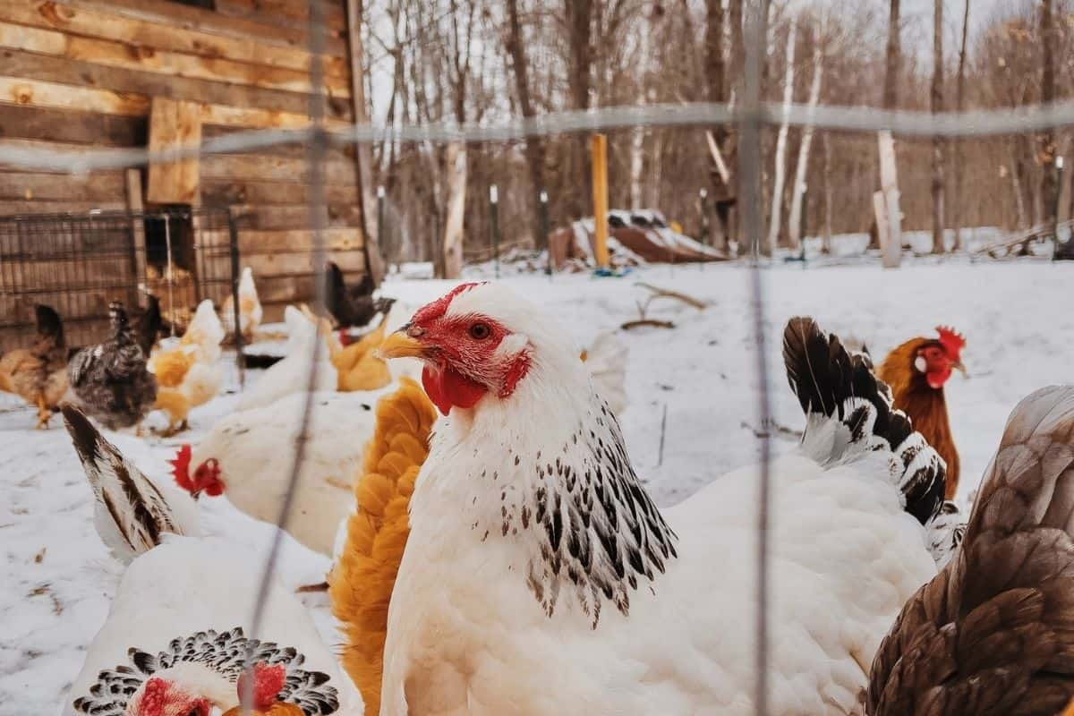 poules froid hiver