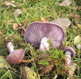 quand recolter cueillir Pied bleu - champignon