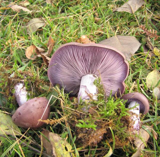 Pied-bleu : le reconnaître, le récolter et cuisiner ce champignon
