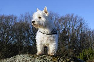 Le westie, son caractère et son comportement