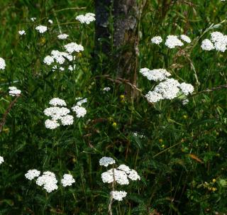 Achillea millefolium - achillee millefeuille