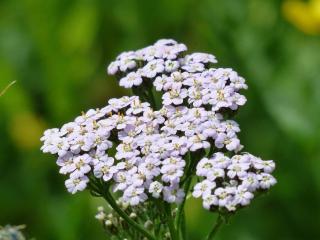 Achillea millefolium - achillee millefeuille plantation