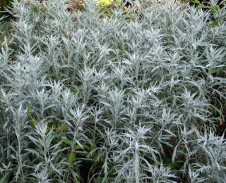 Artemisia ludoviciana_plante basse couvre sol - sable dune