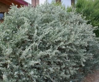 Atriplex halimus - arbuste qui pousse dans du sable