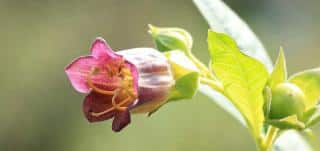 Atropa belladona