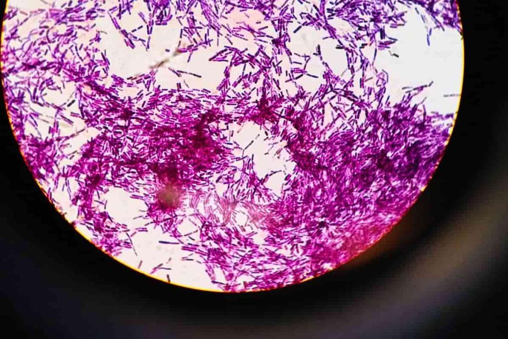 Bacillus thuringiensis : insecticide biologique efficace