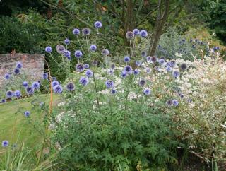 Echinops ritro - plante feuillage bleuté