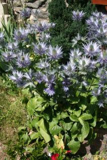 Eryngium alpinum - plantation