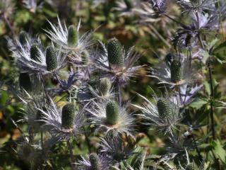 Eryngium alpinum - plante qui a pas besoin eau