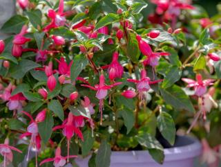 Fuchsia magellanica en pot