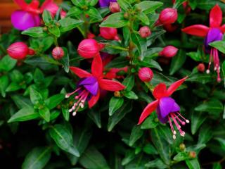 Fuchsia magellanica floraison ete