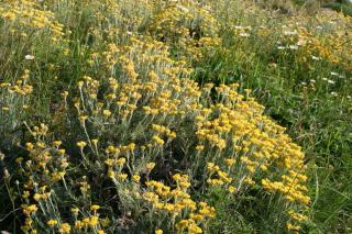 Helichrysum italicum