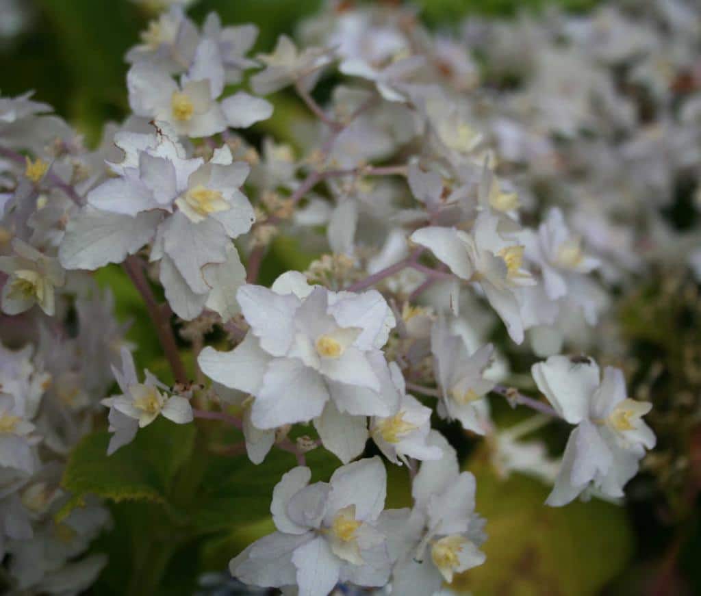 Hydrangea involucrata - hortensia nain