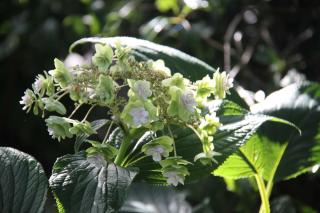 Hydrangea involucrata - hortensia nain a bouton de pivoine