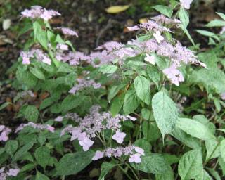 Hydrangea involucrata - hortensia nain entretien