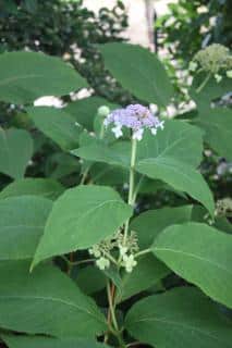 Hydrangea involucrata - hortensia nain plantation