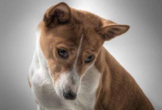 Le basenji, une race de chien adaptées à la vie en appartement