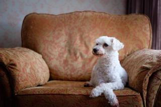 Le caniche, une race de chien adaptées à la vie en appartement