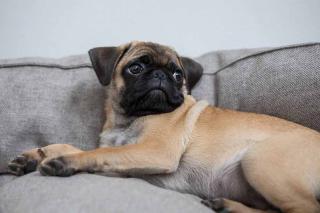 Le carlin, une race de chien adaptées à la vie en appartement