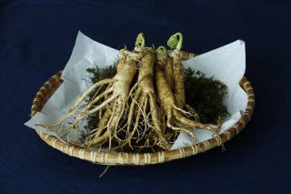 Le ginseng, plante énergisante pour lutter contre la fatigue