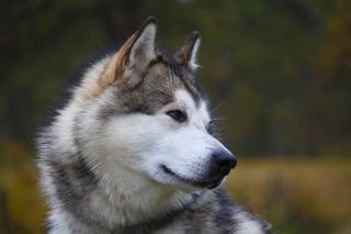 Malamute d'Alaska : chien qui résiste au froid