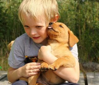 Les meilleures races de chiens quand on a des jeunes enfants