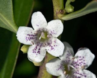 myoporum