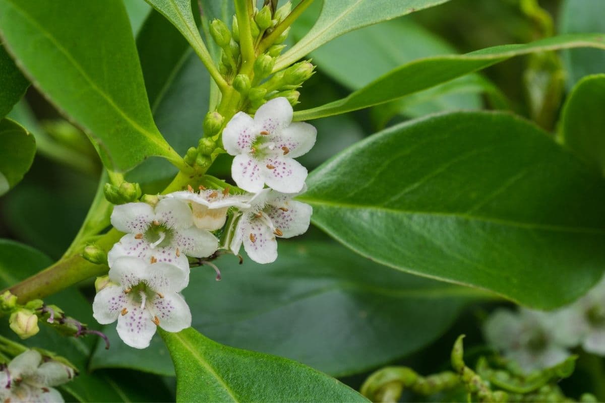 myoporum