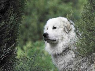 Patou : chien qui résiste au froid