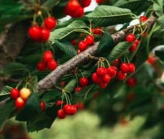 Prunus avium entretien