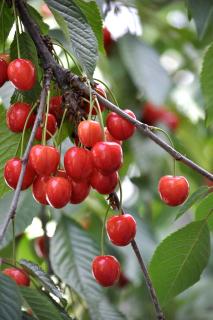 Prunus avium plantation