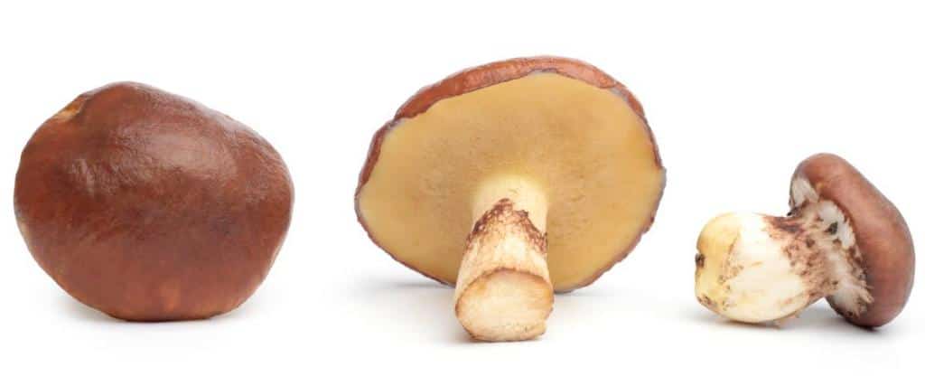 Reconnaitre identifier Bolet jaune - Suillus luteus