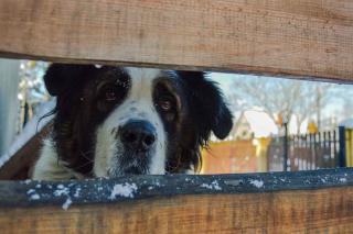 Saint-Bernard : chien qui résiste au froid