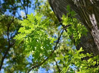 Sophora arbre