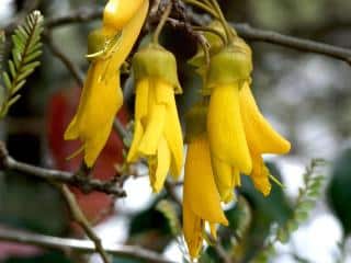 Sophora microphylla