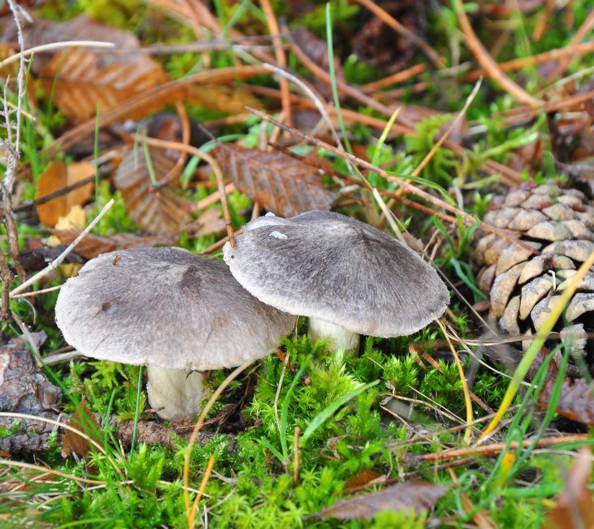 Boîte à Champignons gris - A Faire Soi-Même