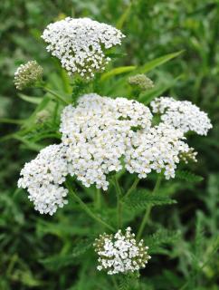 achillee millefeuille - Achillea millefolium