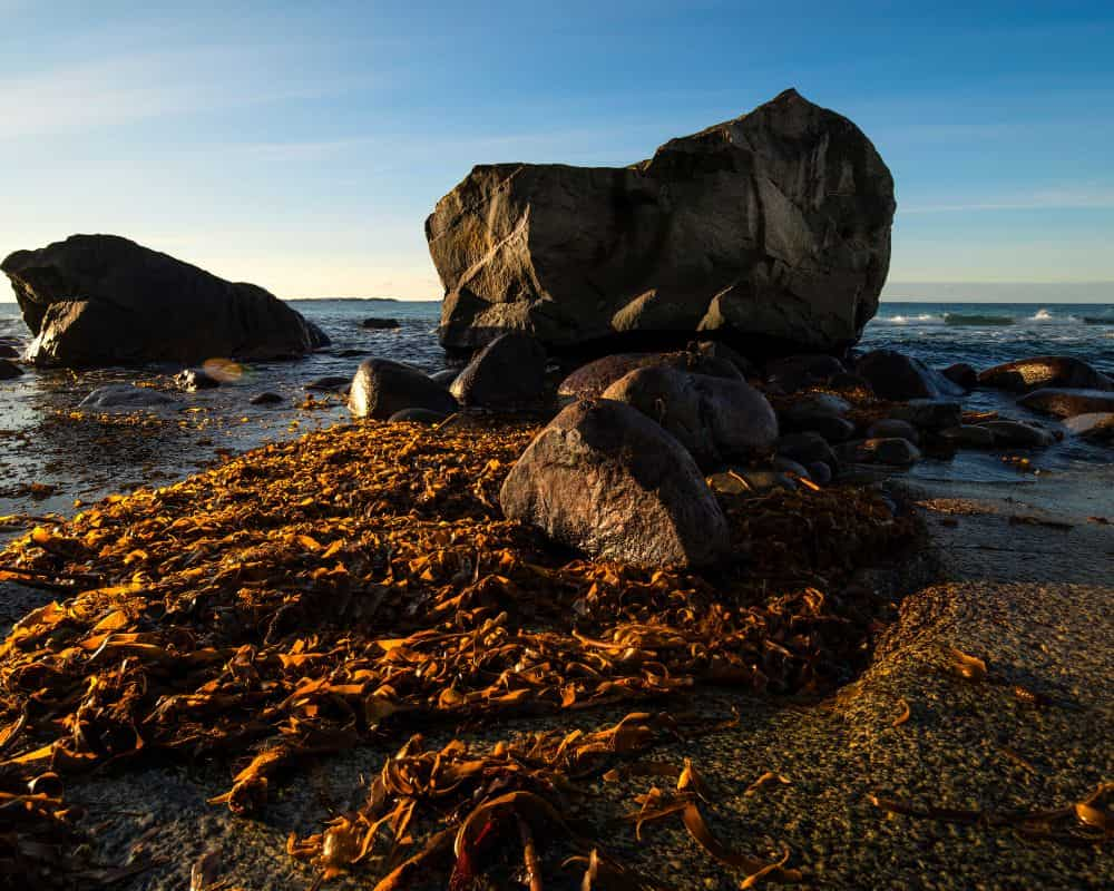 Fertilisez votre jardin naturellement avec les algues de bord de mer