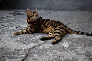 bengal-origine