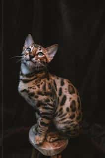 bengal-taille-poids