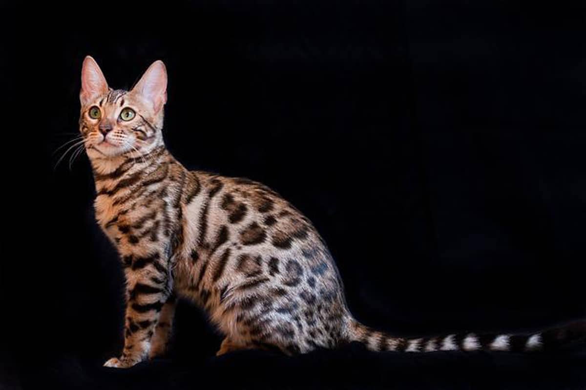 Du prix chat bengal Superbes chatons