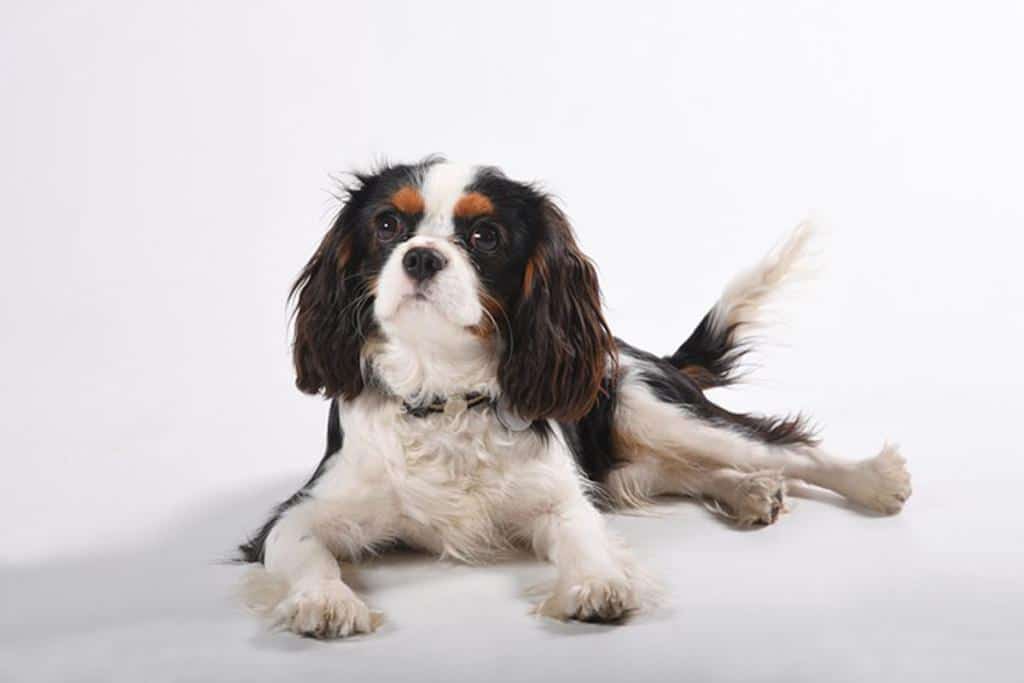 Cavalier King Charles