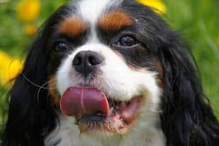 Cavalier King Charles, entretien et santé