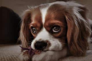 cavalier king charles origines