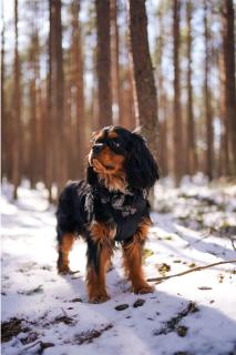 cavalier King Charles taille, poids