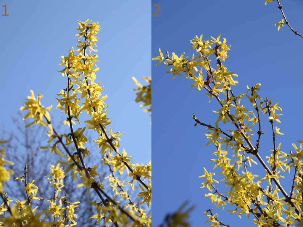comment-tailler-arbuste-a-fleurs