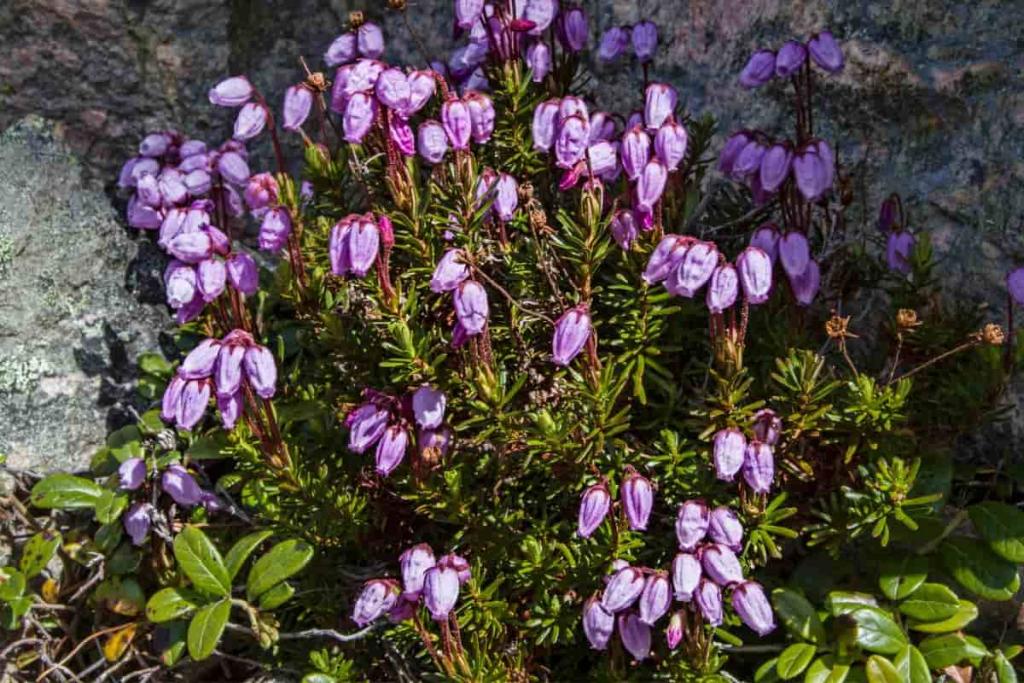 daboecia cantabrica - bruyère de Saint-Daboec