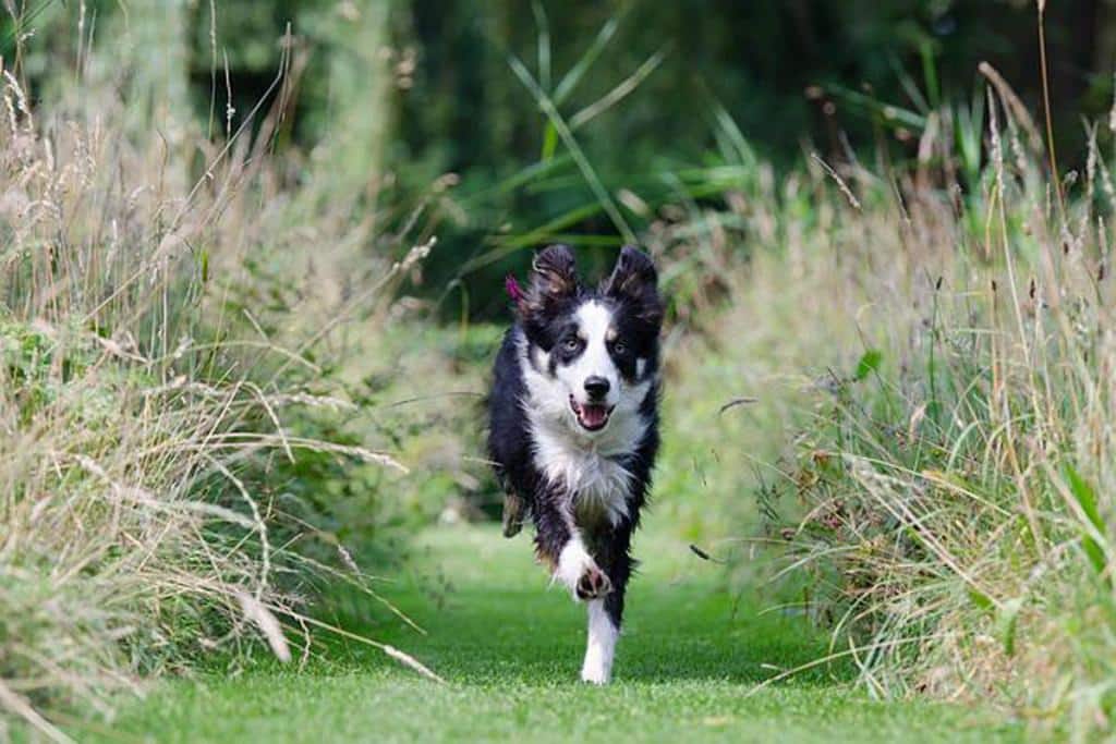 épillet chez le chien