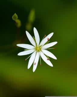 fleur-mouron-blanc-255x320
