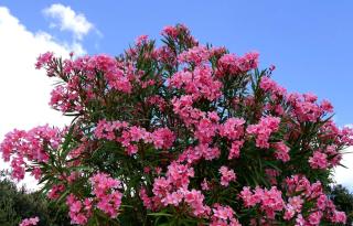 laurier rose floraison été